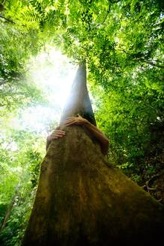 baum