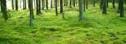 wald